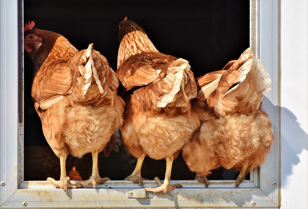 Three Lohmann brown chickens standing in a window sill with their chicken tails facing out. This breed is available in the Calgary Chicken Rentals package.