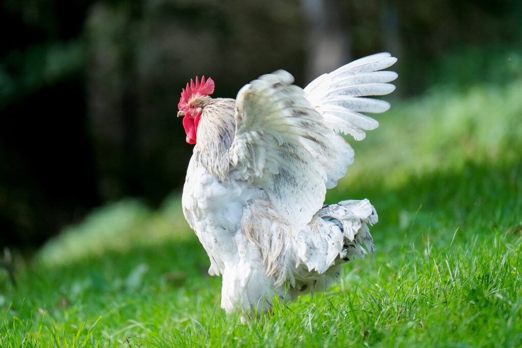 White chicken flapping its wing on a hill with green grass and forest in background.