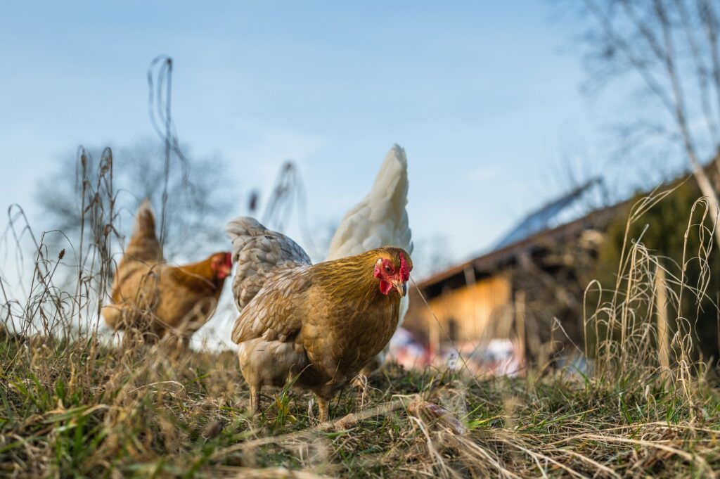 Three chickens standing in front of a farm with blue sky and green grass.